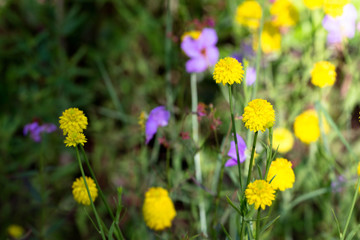 field of flowers