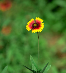 Wildflower / Wild Flower 