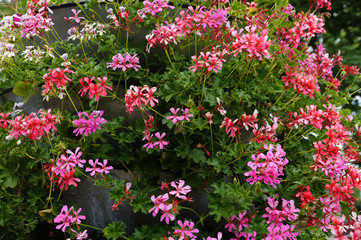 Obraz premium pink blooming ampella pelargonium close up 