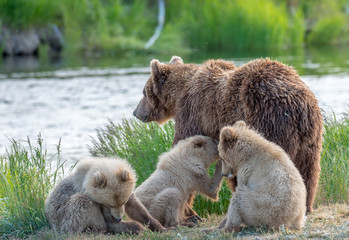 Obraz premium Grizzly at Katmai