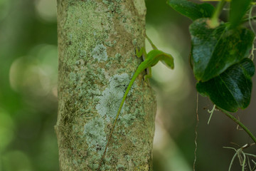 Green Anole Lizard on a Tree