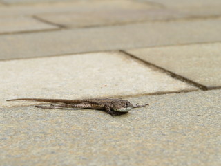 a baby lizard in my home