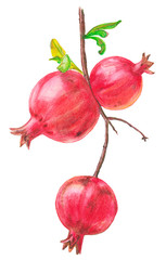 watercolor drawing of pomegranate fruits