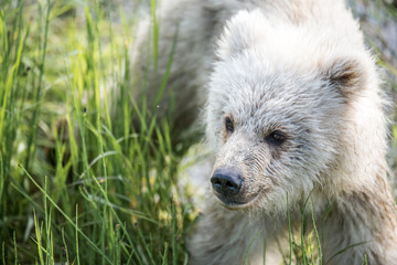 Grizzly at Katmai