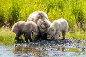 Grizzly at Katmai
