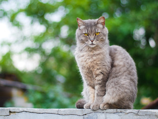 gray cat with orange eyes sits on the background of nature