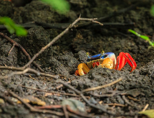 Red land Crab in Costa Rica