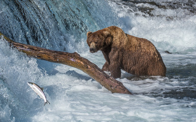 Grizzly at Katmai