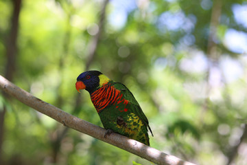 Rainbow Lorikeet from Australia