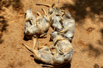 Group of meerkats sleeps together