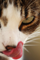 Katze leckt sich die Lippen