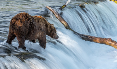 Grizzly at Katmai