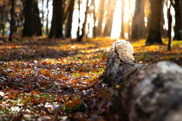 Autumn scene with a fallen trunk and golden sunlight
