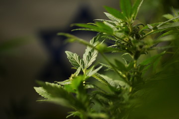 legal marijuana concept. Medical cannabis flag background