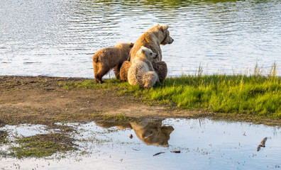 Grizzly at Katmai