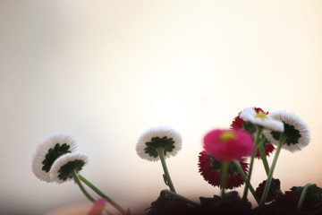Blumen von unten