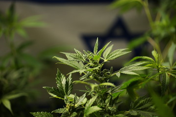 legal marijuana concept. Medical cannabis flag background