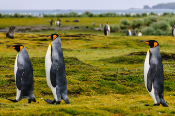 Fototapeta premium Three King Penguins -Aptenodytes patagonicus- engaging in a courtship ritual on Salisbury plains, South Georgia