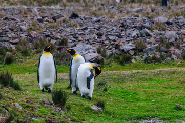 Three King Penguins - Aptenodytes patagonicus - Standing Next to each other, while engaging in a...