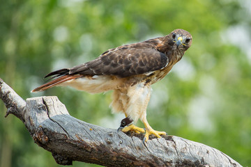 red tailed hawk