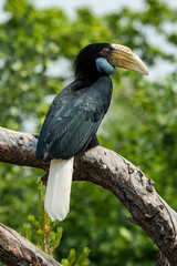 toucan