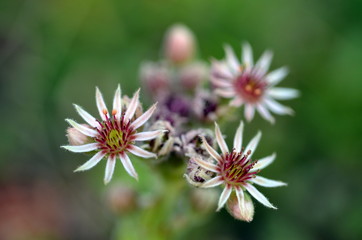 Nahafnahme von Hauwurzblüten