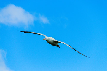 Impression of the Mighty Giant Wandering Albatross in Full Flight