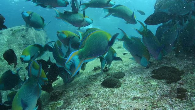 School of Greenthroat Parrotfish, Scarus prasiognathus in Andaman sea 