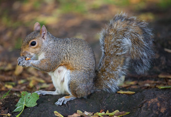 Naklejka na ściany i meble Cute Eastern gray squirrel, sciurus carolinensis, with bright black eyes and fluffy tail sitting and eating peanut in paws in autumn day