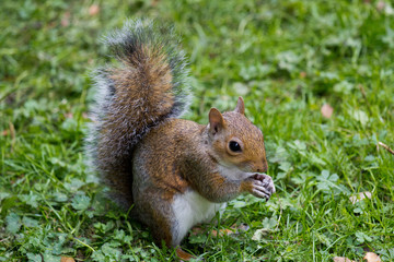 Naklejka na ściany i meble Cute Eastern gray squirrel, sciurus carolinensis, with bright black eyes and fluffy tail sitting and eating peanut in paws in autumn day