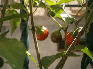 Planta de Jitomate