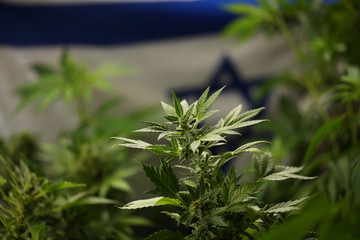 legal marijuana concept. Medical cannabis flag background