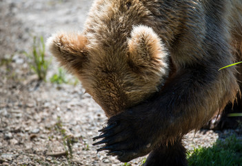 Grizzly at Katmai