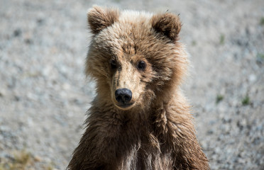 Grizzly at Katmai