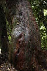 熊野古道　日本
