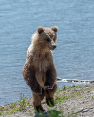 Grizzly at Katmai