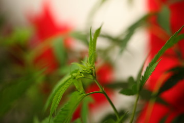 legal marijuana concept. Medical cannabis flag background