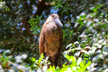 Close up of a hamerkop