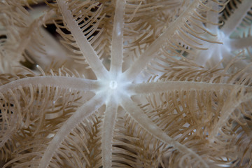 Detail of a soft coral polyp growing on a coral reef in Indonesia. Corals are simple animals with...