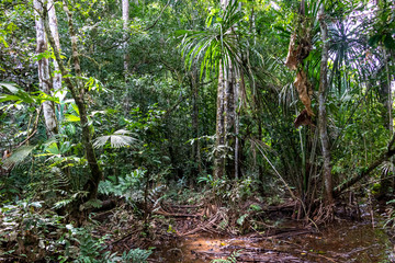 Rainforest hiking path flooded with rain water in Madidi national park, Bolivia