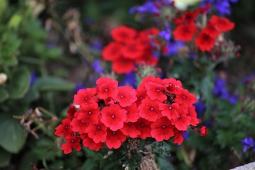 red flower in the garden