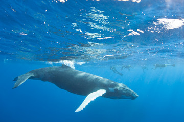 A Humpback whale, Megaptera novaeangliae, swims in the blue, sunlit waters of the Caribbean Sea....