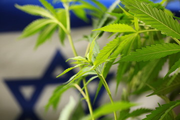 Obraz premium legal marijuana concept. Medical cannabis flag background