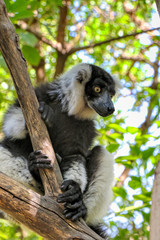 Black and white ruffed lemur on a branch