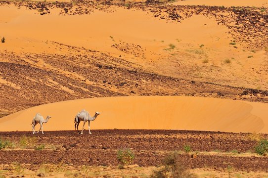 Dromedaries in the desert, Adrar Region, Mauritania, Africa