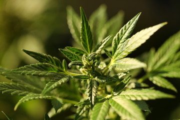 legal marijuana concept. Medical cannabis flag background