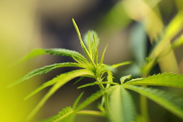 legal marijuana concept. Medical cannabis flag background