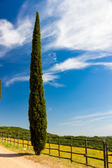 Fototapeta na wymiar country road flanked with cypress in Tuscany, Italy