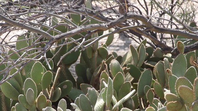 Prickly pear cactus