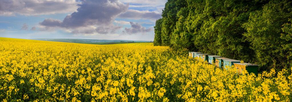 A panoramic view of a yellow field of rape and bee hives